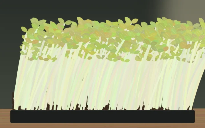 Tall, pale, leggy microgreens leaning toward the light