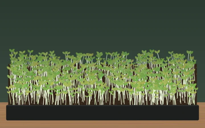 Microgreens tray with white mold patches on the surface