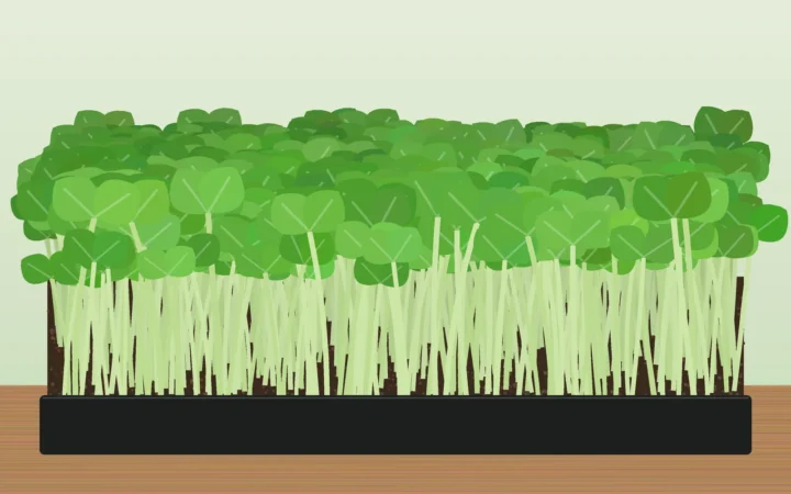 Pea shoots growing in a tray