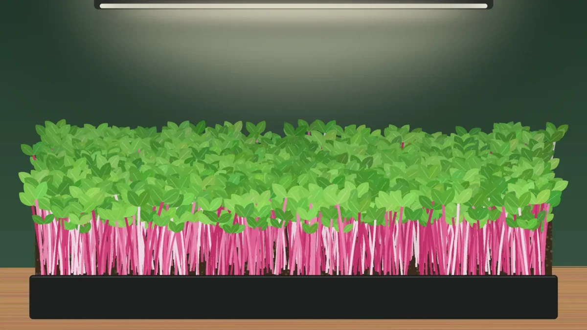 Radish microgreens with pink stems