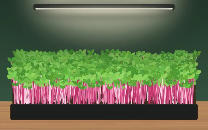 Radish microgreens with pink stems
