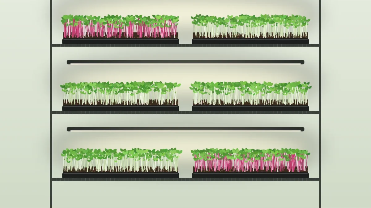 Wire shelf with LED light bars above trays of microgreens