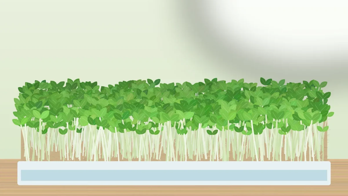 Microgreens growing on a hemp mat without soil