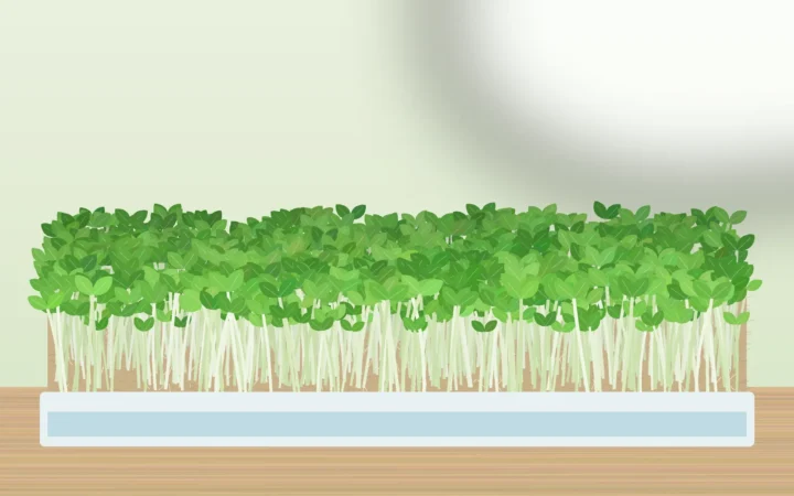 Microgreens growing on a hemp mat without soil